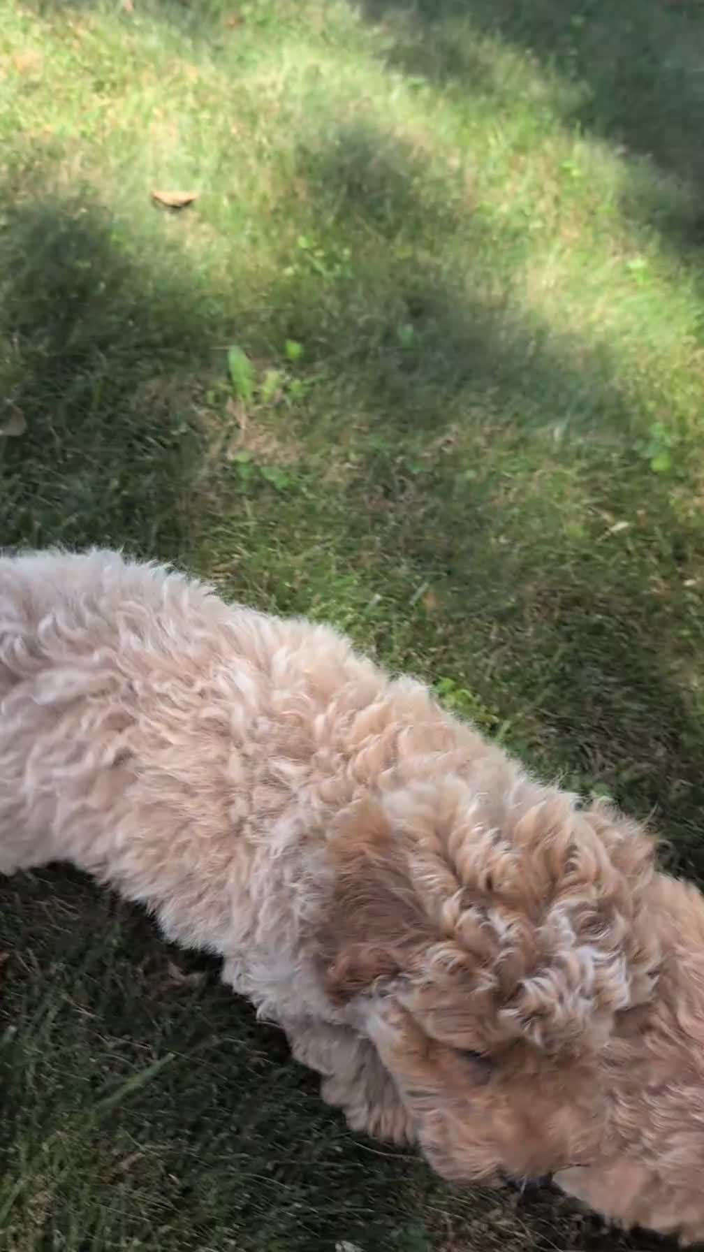 Miniature Poodle dogs for sale: Roscoe - Video 1