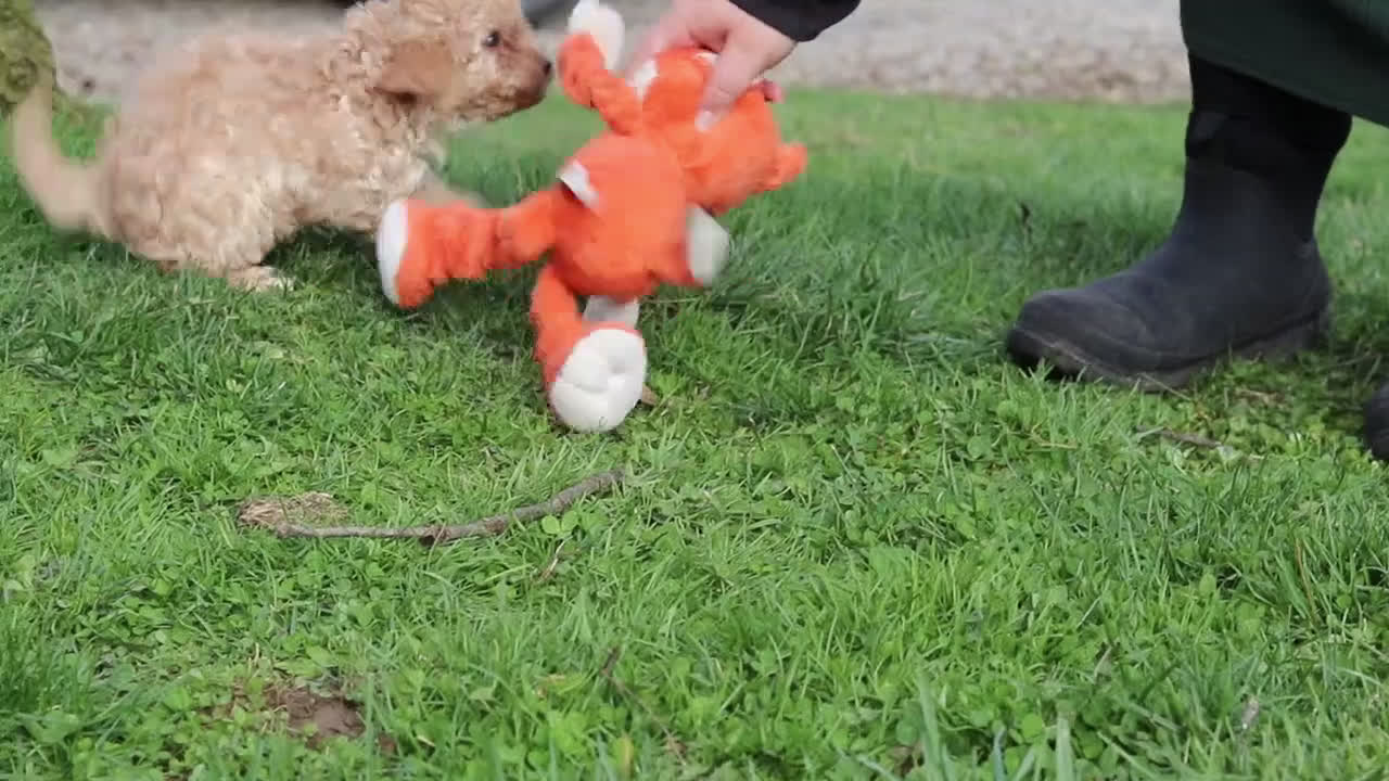 Cavapoo dogs for sale: Lainey - Video 2