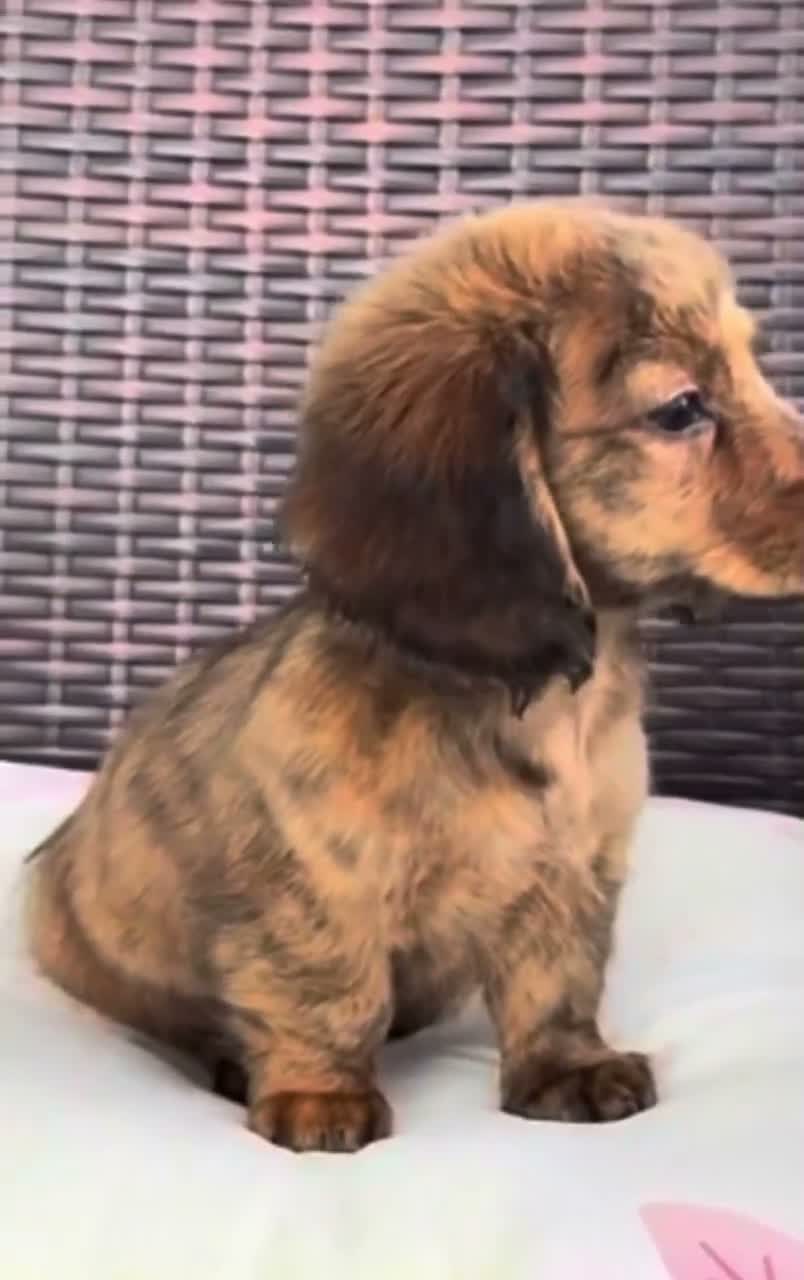Dachshund dogs for sale: Nelly - Video 1