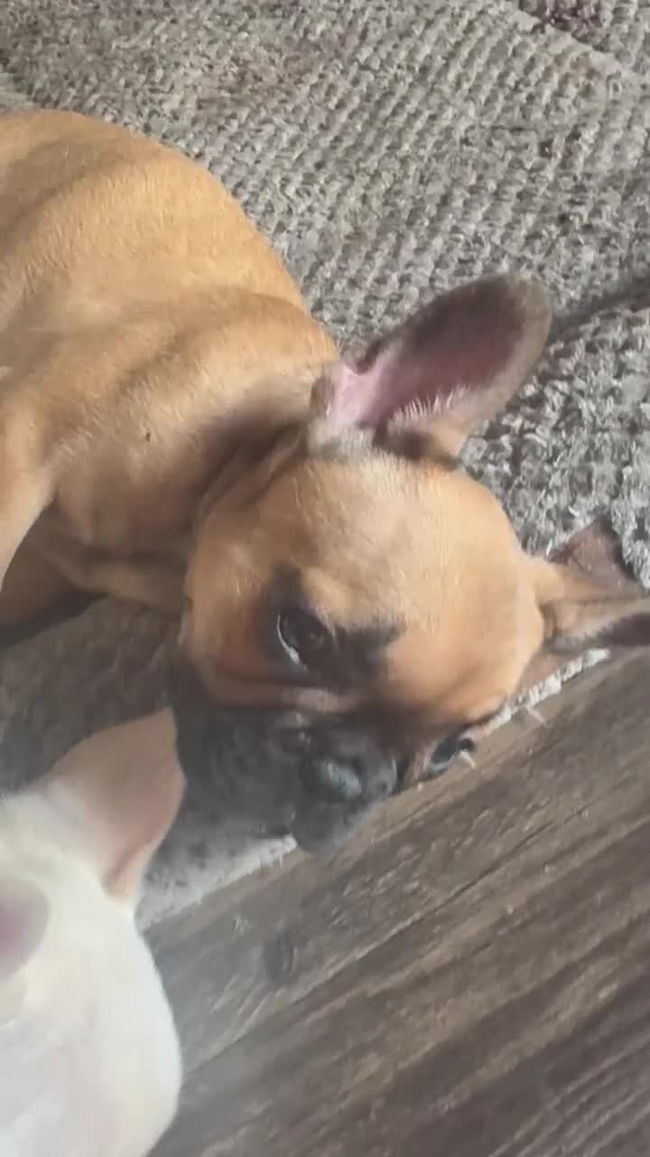 French Bulldog dogs for sale: SNOW WHITE - Our Exclusive White Frenchie Princess! - Video 2