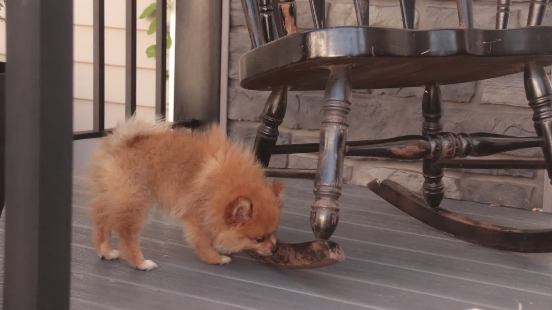 Pomeranian dogs for sale: Bingo Pomeranian  - Video 1