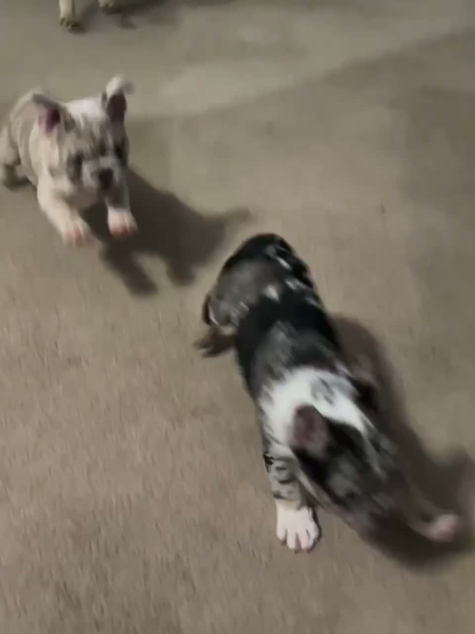French Bulldog dogs for sale: Lucky - Video 1