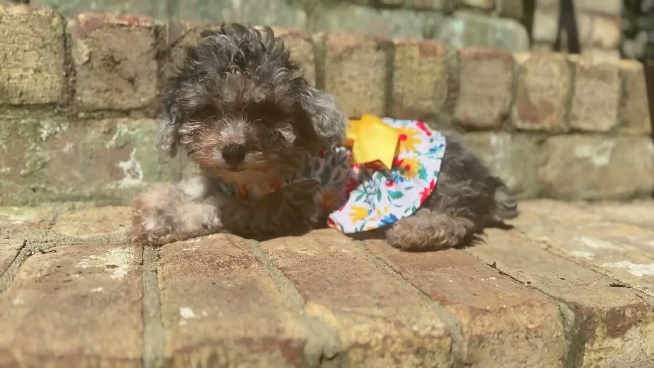 Miniature Poodle dogs for sale: Chai - Video 1