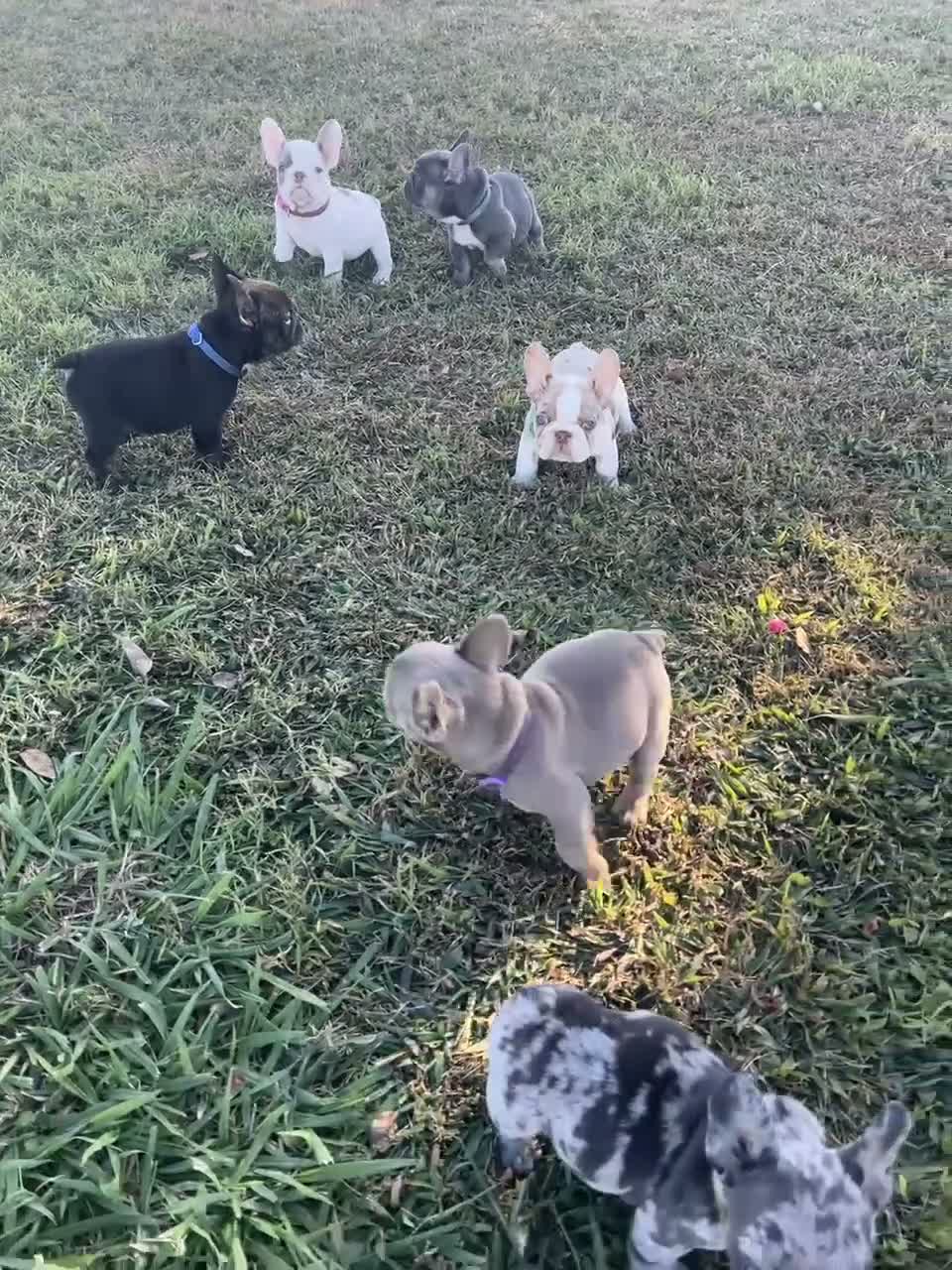 French Bulldog dogs for sale: French Bulldog - Brown/White Pied - Video 1