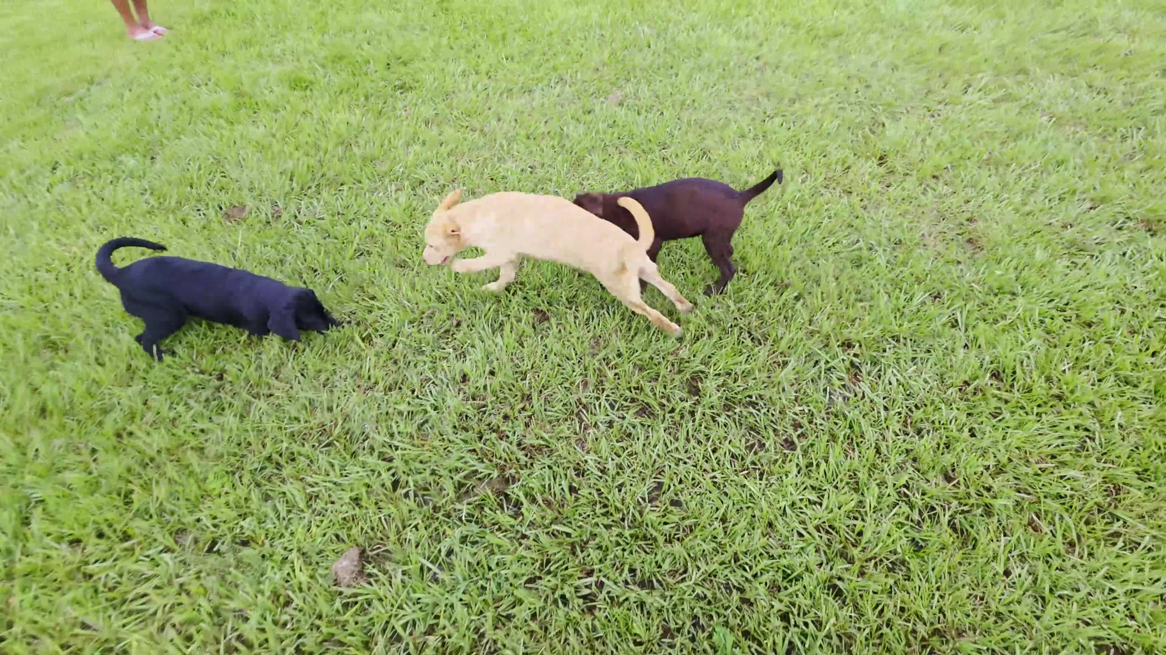 Labrador Retriever dogs for sale: Max - Video 1