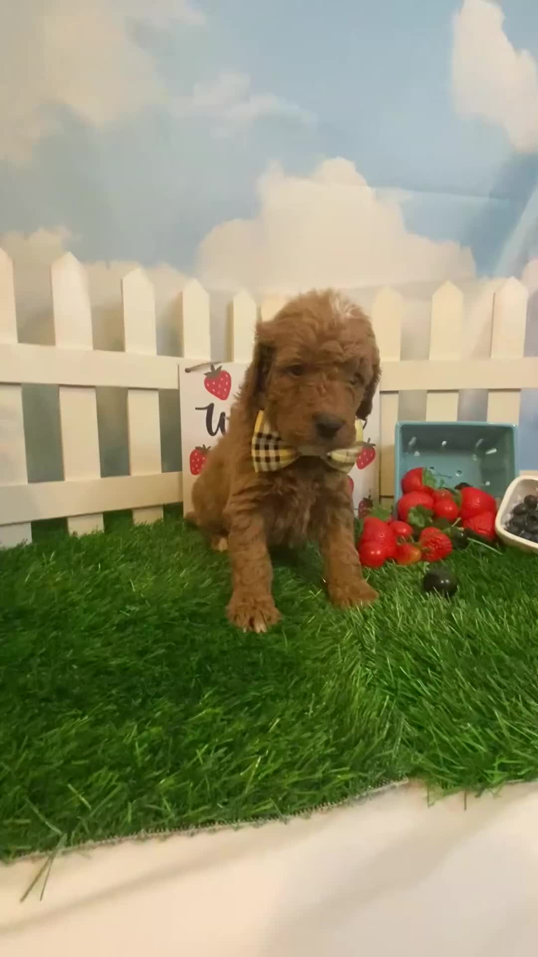 Mini Goldendoodle dogs for sale: Huckleberry - Video 1