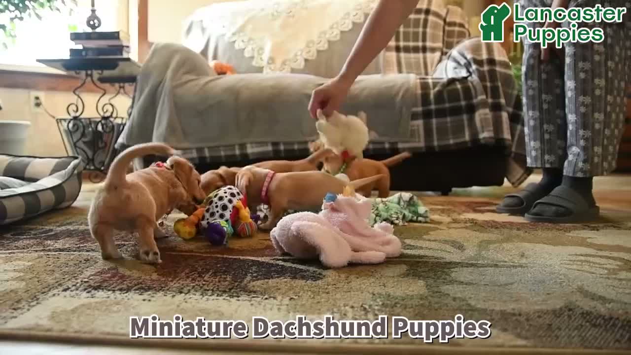 Miniature Dachshund dogs for sale: Sport - Video 1