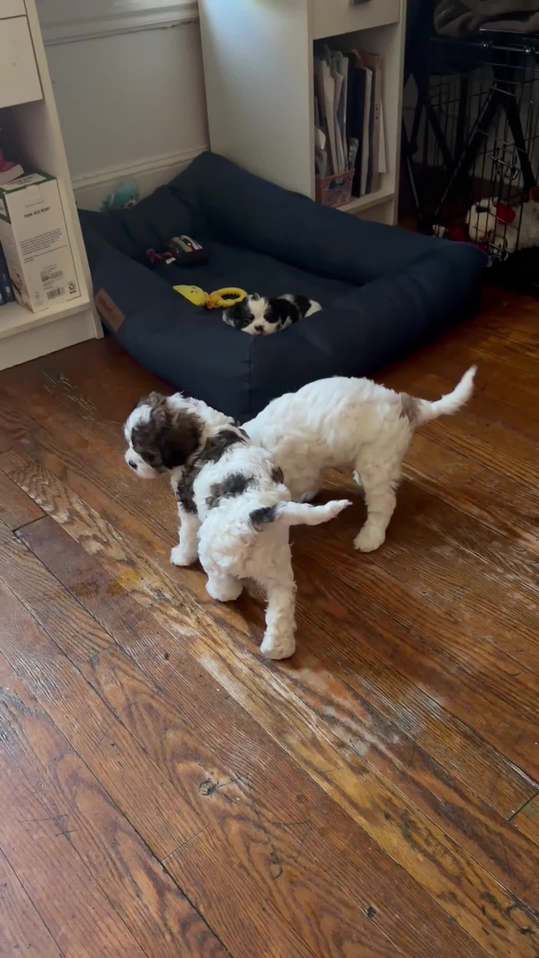 Mixed Breed dogs for sale: Mixed Breed Puppy 2 - Video 1