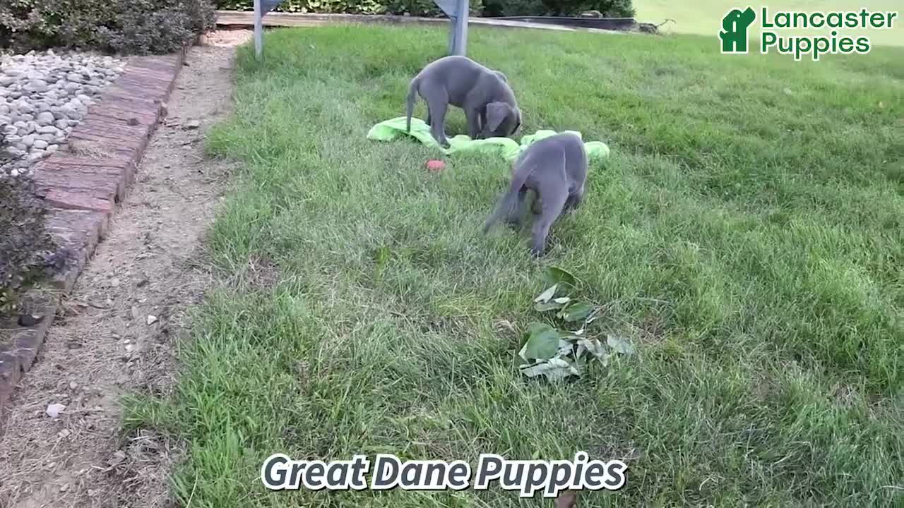 Great Dane dogs for sale: Lucy - Video 1