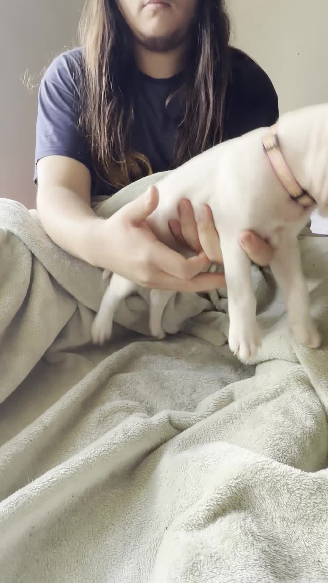 American Pit Bull Terrier dogs for sale: Pink - Video 1