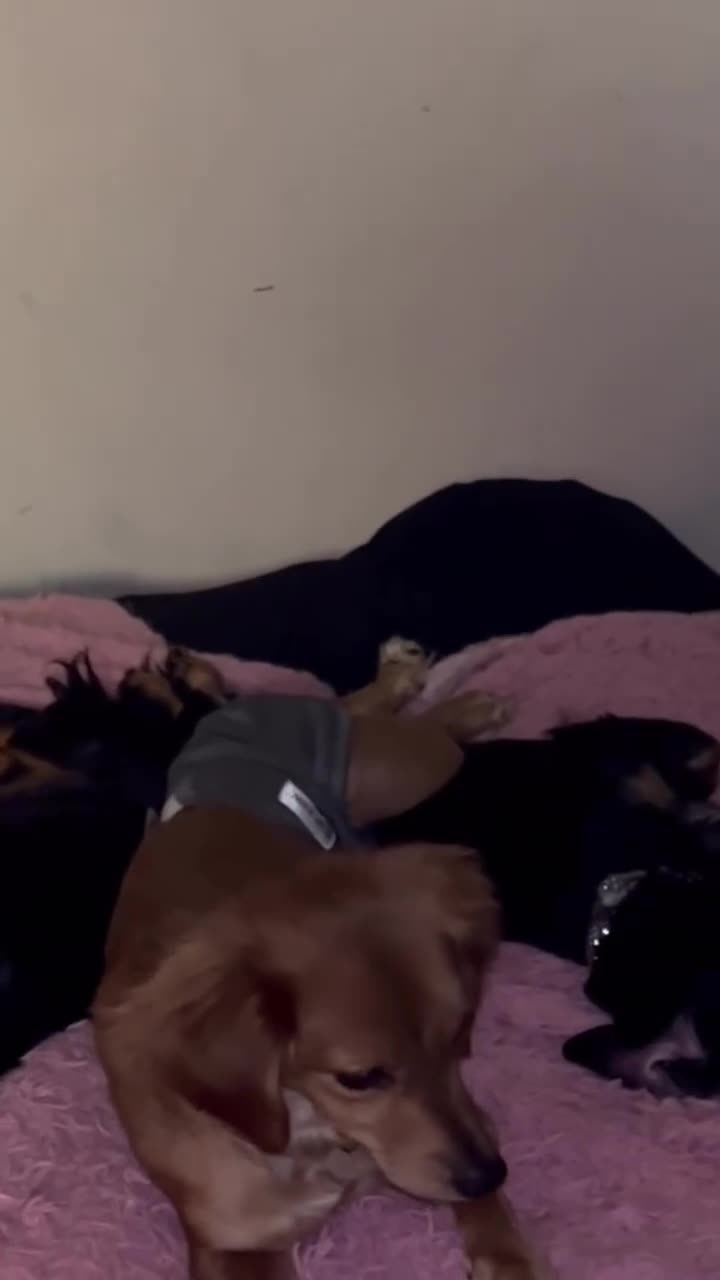 Mixed Breed dogs for sale: Pebbles 🪨  - Video 2