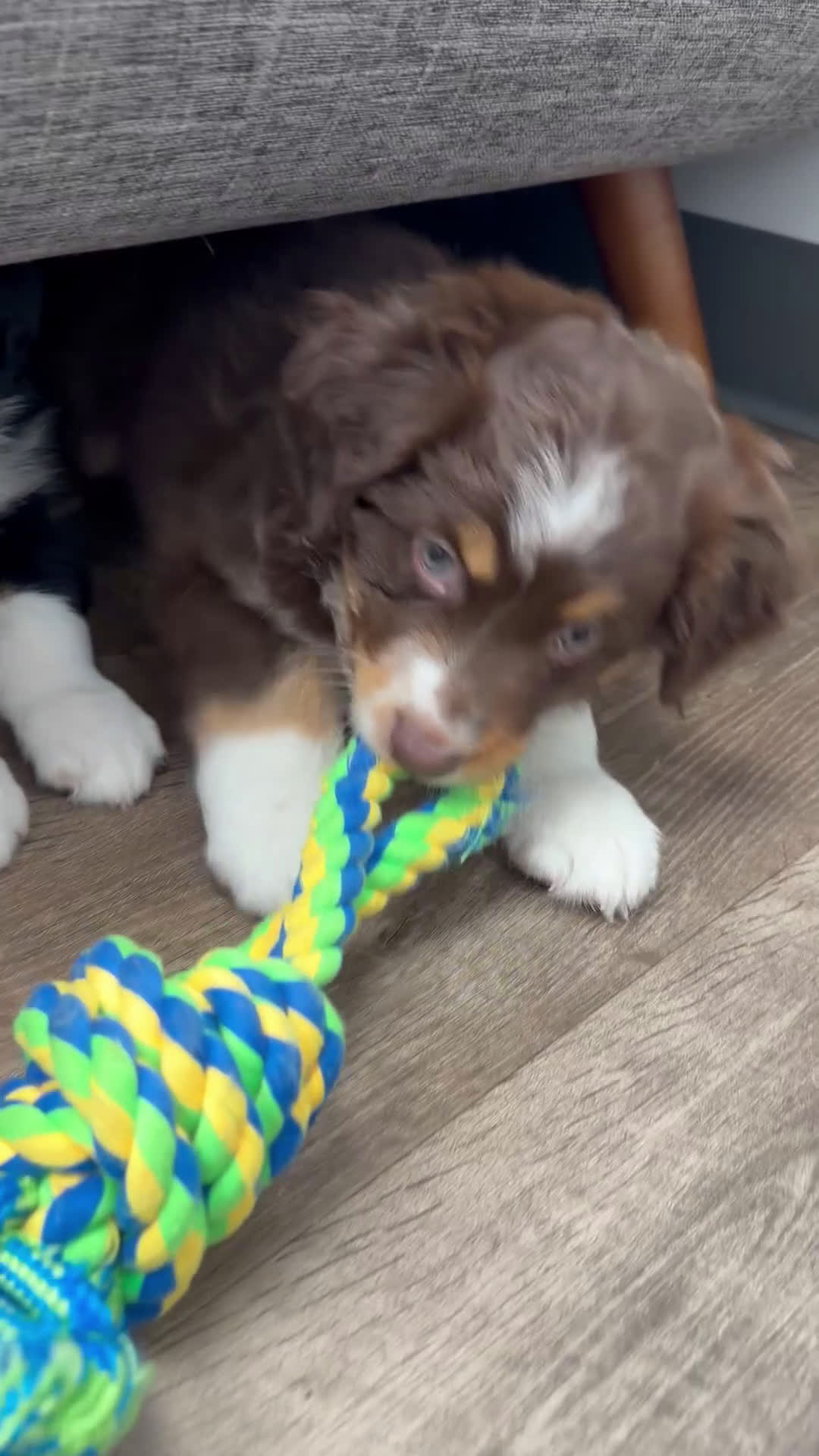 Australian Shepherd dogs for sale: Arrow  - Video 1