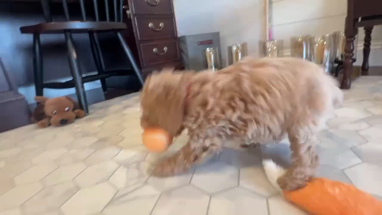 Mini Goldendoodle dogs for sale: Olive - Video 1