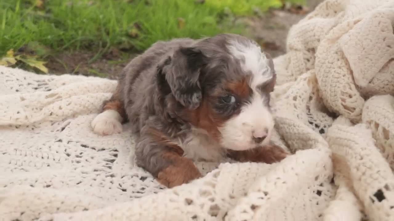 Bernedoodle dogs for sale: Everest Miniature Bernedoodle  - Video 2
