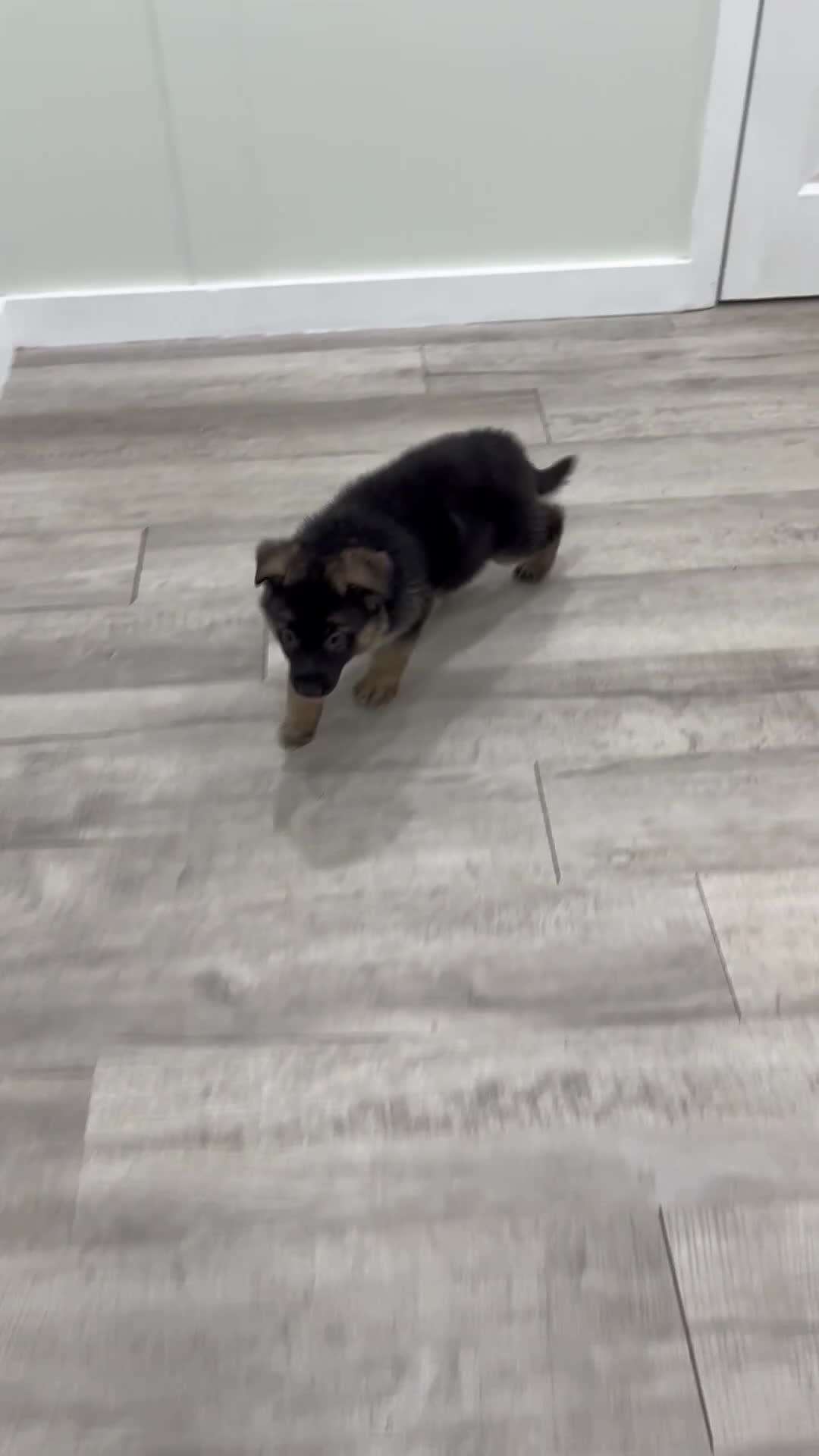 German Shepherd dogs for sale: Kalvin - Video 1
