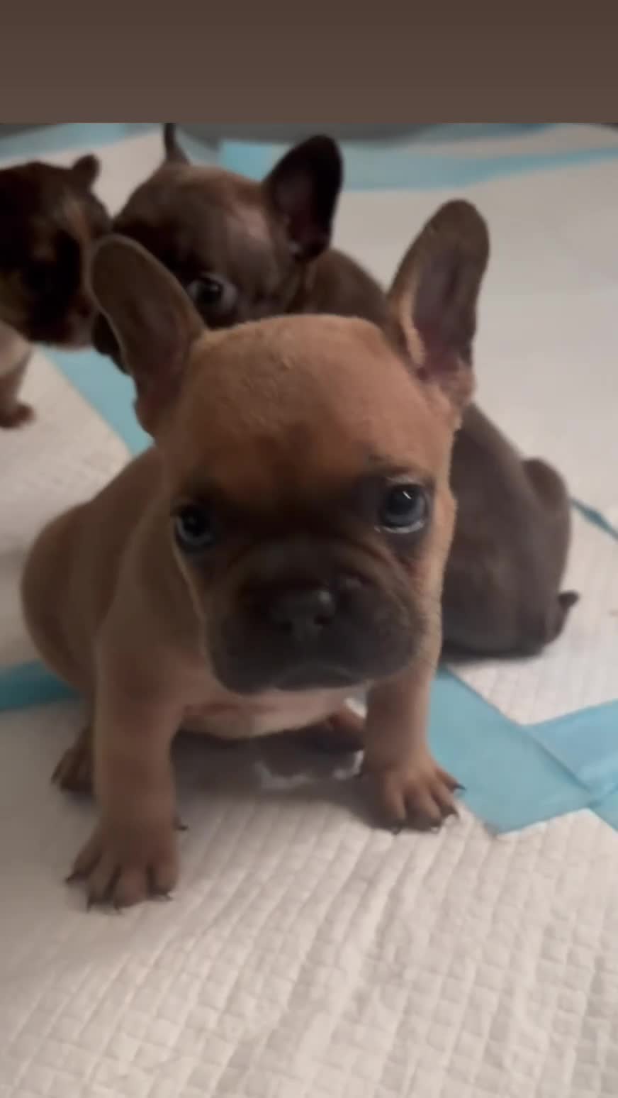 French Bulldog dogs for sale: French Bulldog 5 - Video 2