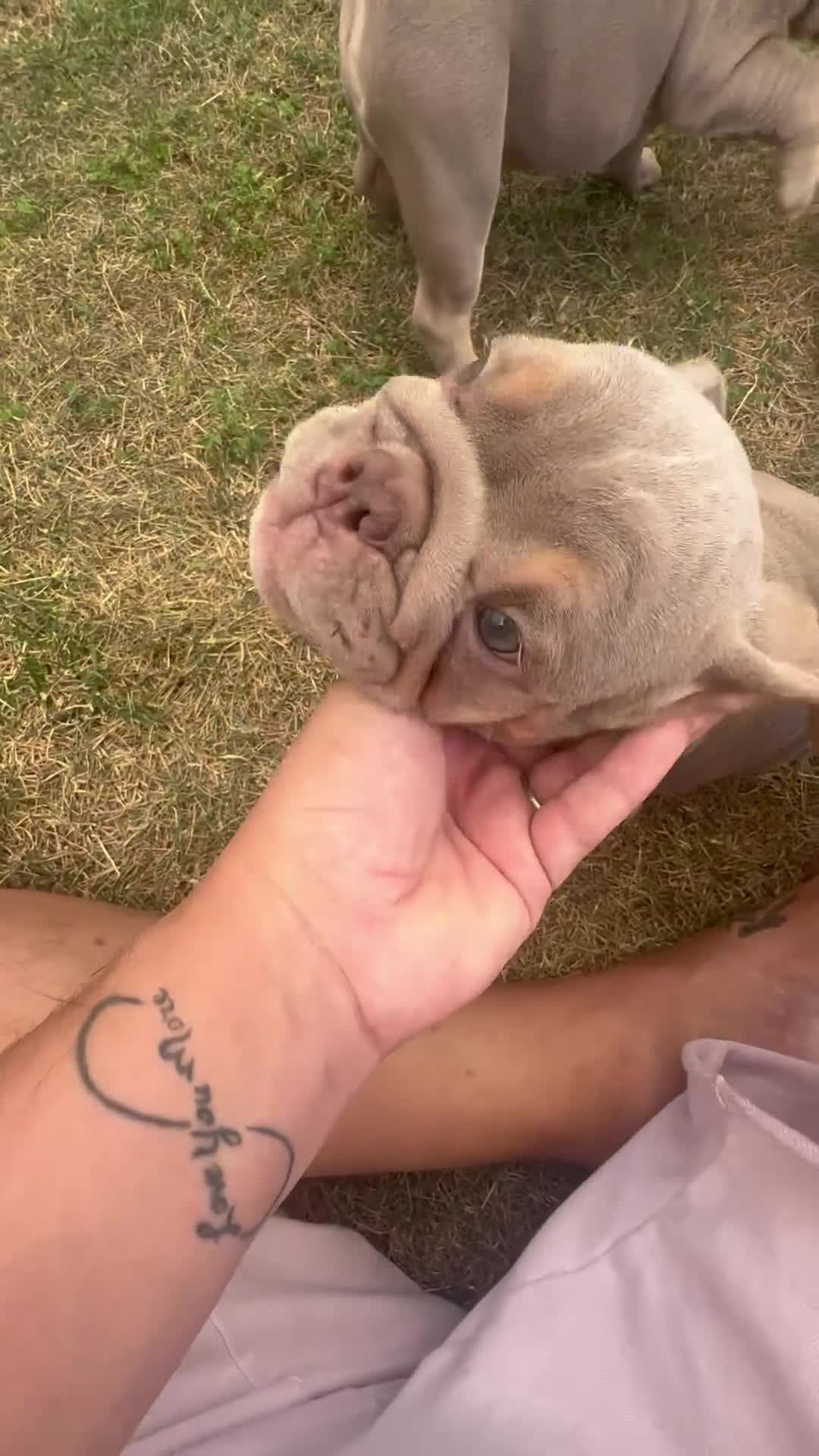 English Bulldog dogs for sale: English Bulldog 7 - Video 1