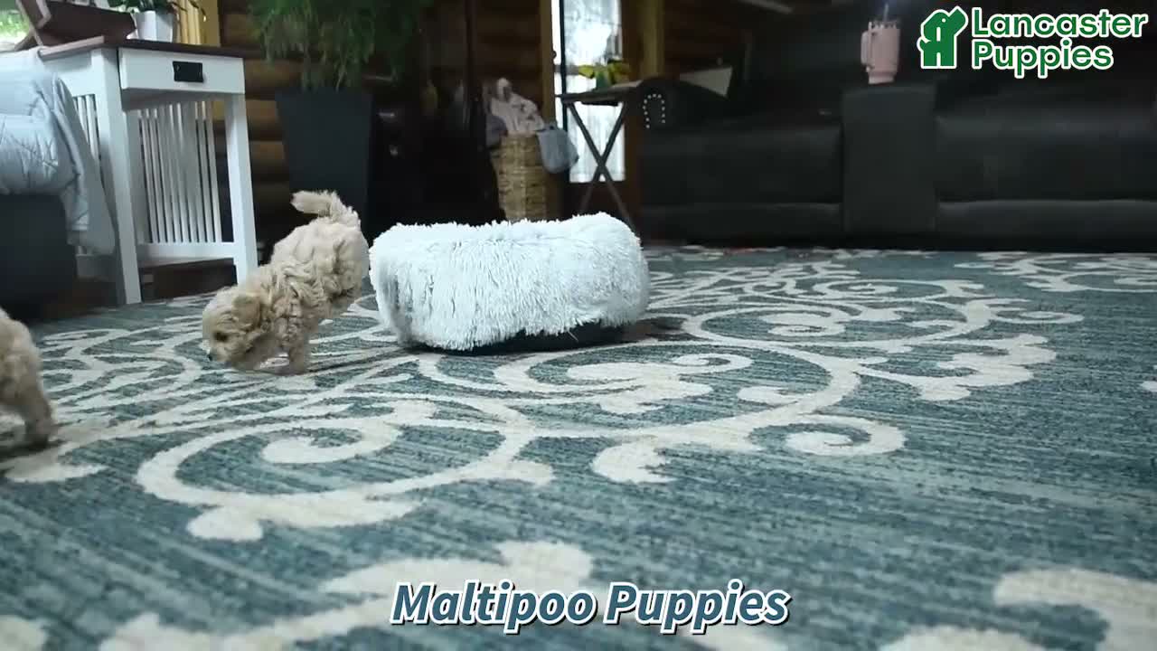 Maltipoo dogs for sale: Xavier - Video 1