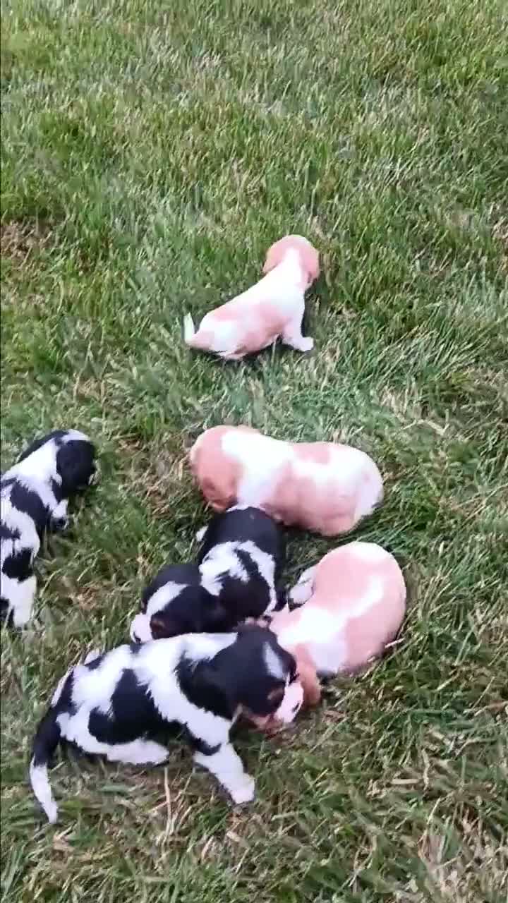 Cavalier King Charles Spaniel dogs for sale: Oreo - Video 1
