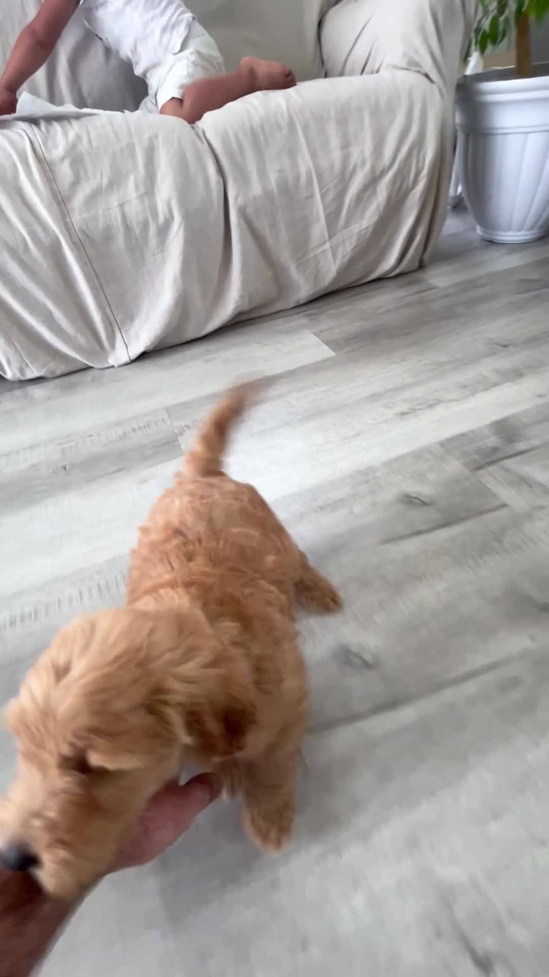 Mini Goldendoodle dogs for sale: Cooper - Video 1