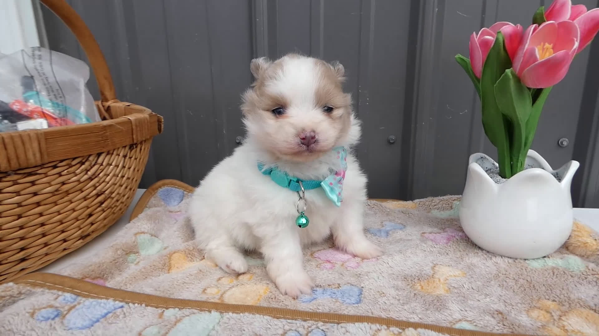 Pomeranian dogs for sale: Pomeranian Puppy 1 Pearl - Video 1