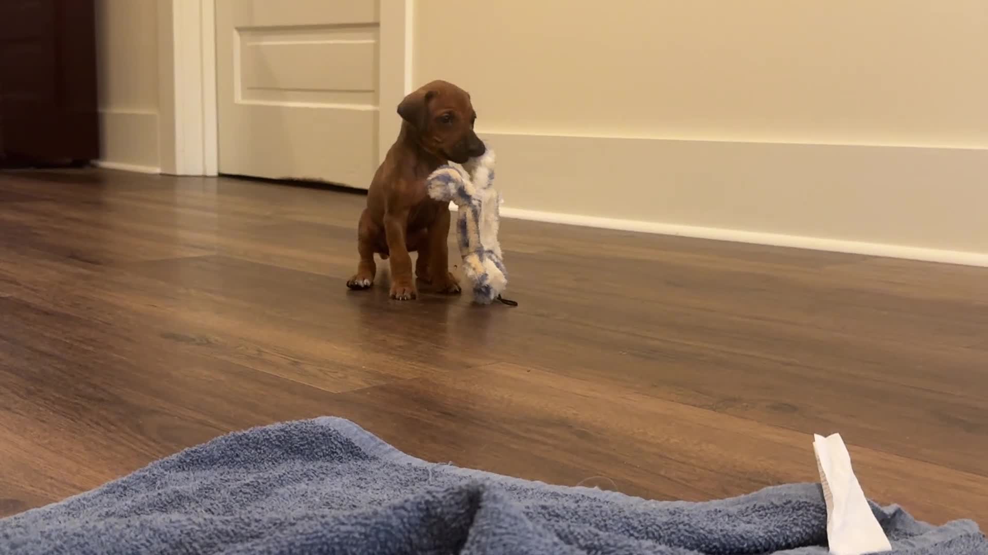Rhodesian Ridgeback dogs for sale: Rhodesian Ridgeback Puppy 4 - Video 1