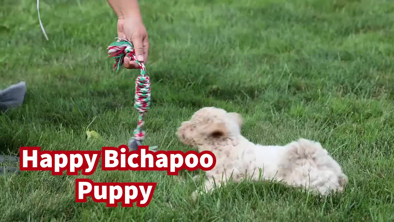 Bichpoo dogs for sale: 🐾 Olive 🐾 - Video 1