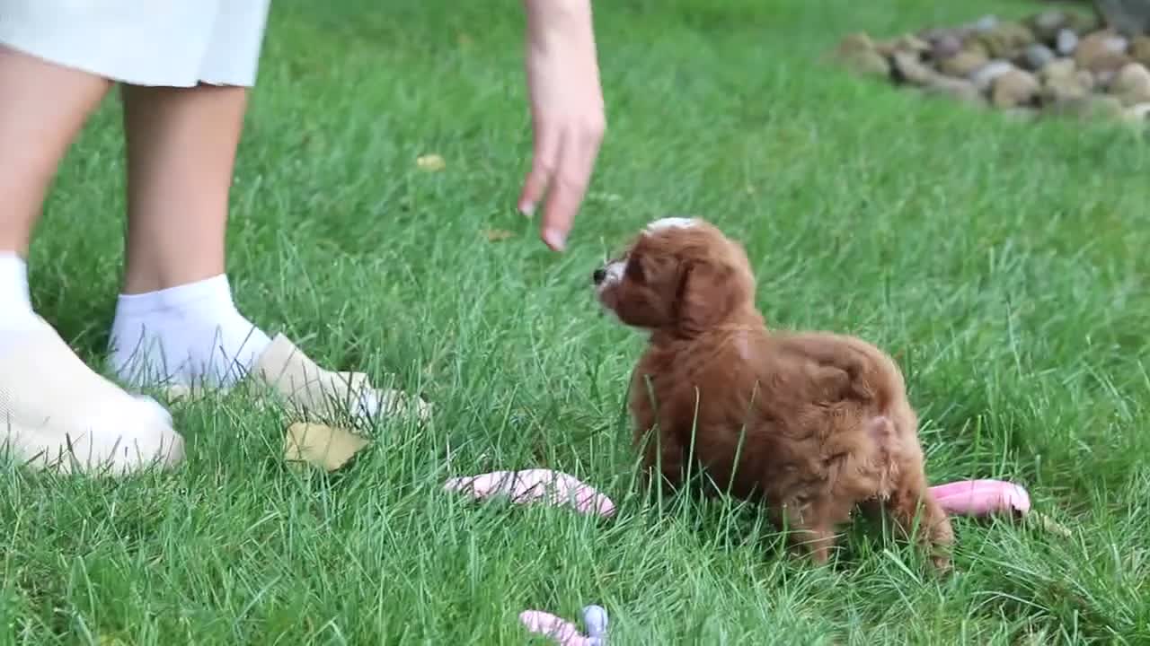 Cavapoo dogs for sale: Pumpkin - Video 1