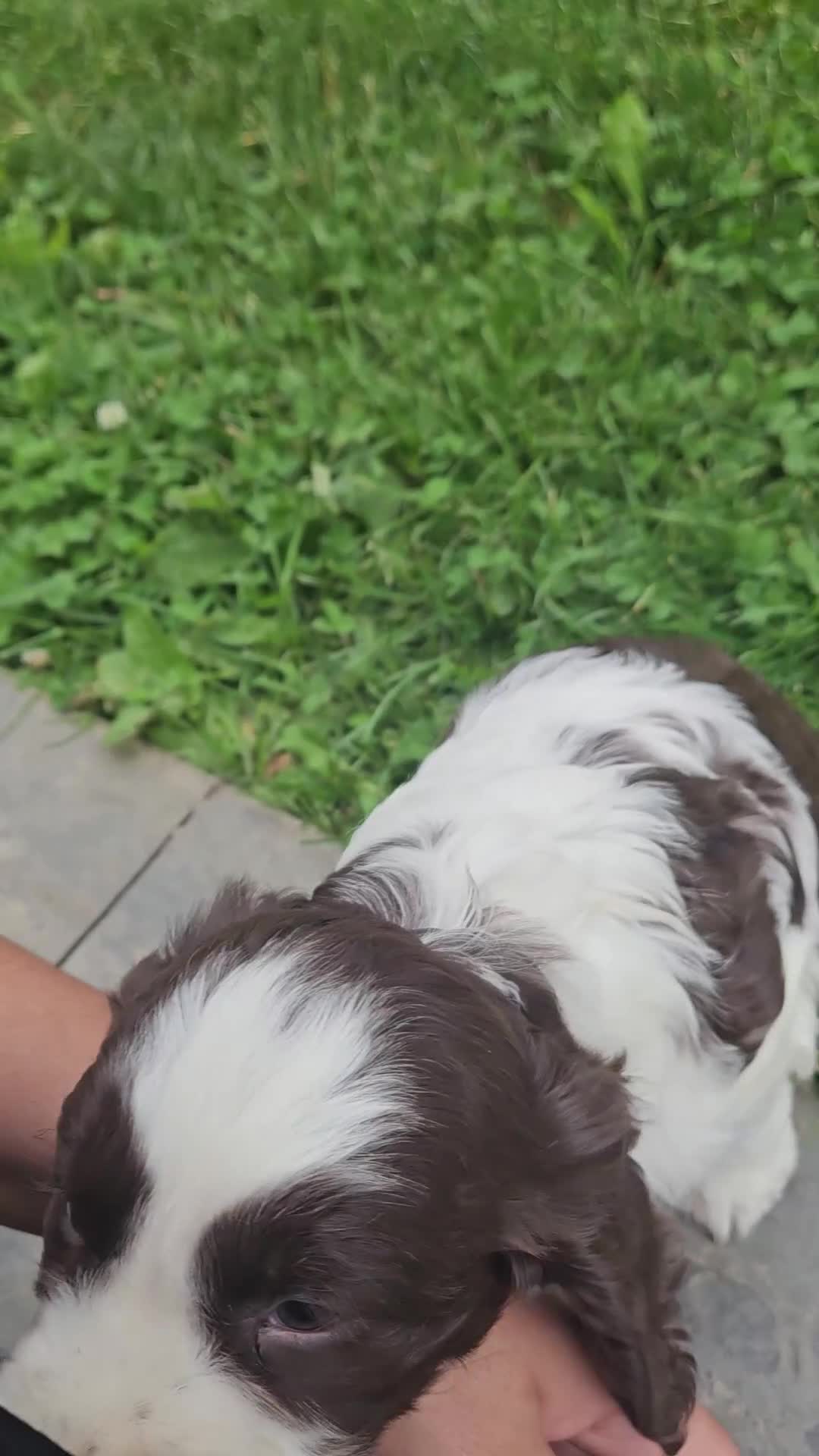 English Springer Spaniel dogs for sale: Carmen - Video 1