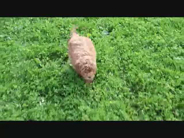 Shihpoo dogs for sale: Paisley - Video 1