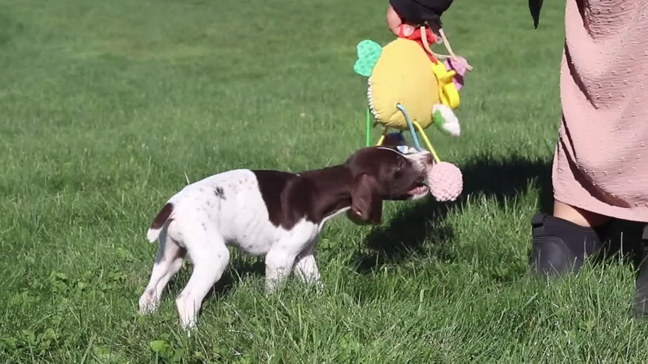 German Shorthaired Pointer dogs for sale: Ammo - Video 1