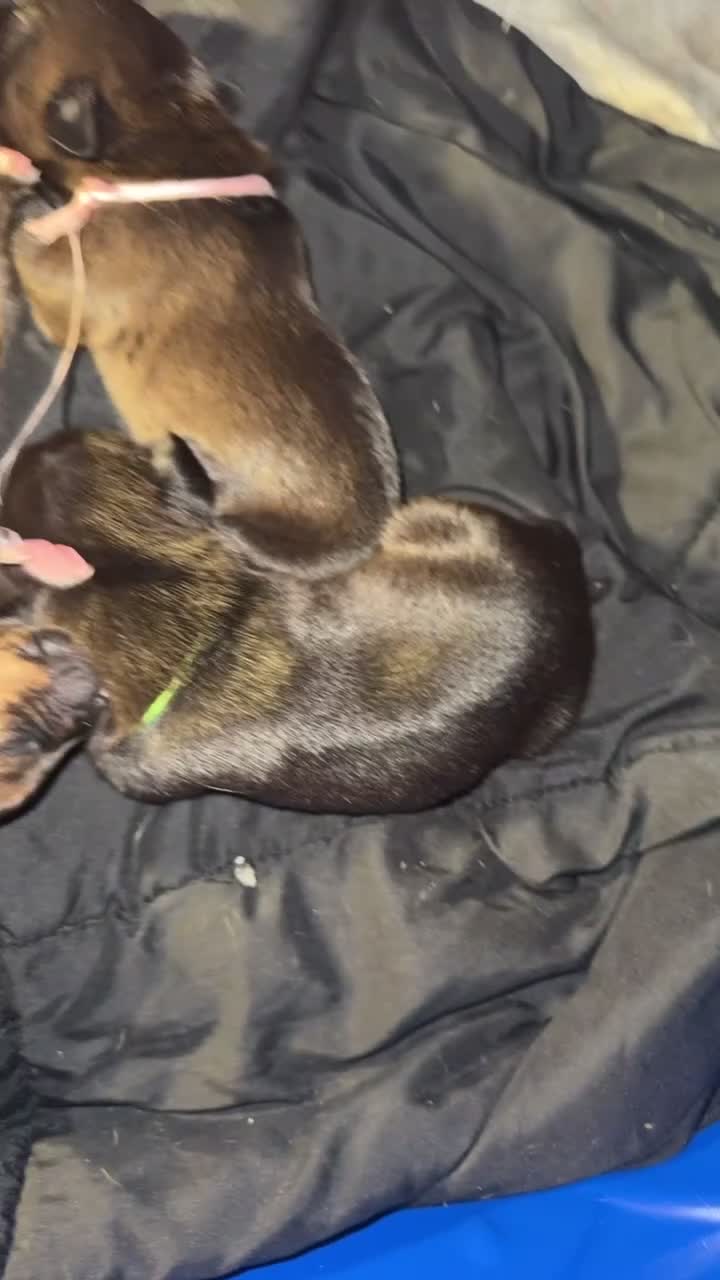 Mixed Breed dogs for sale: Mixed Breed 7 - Video 2