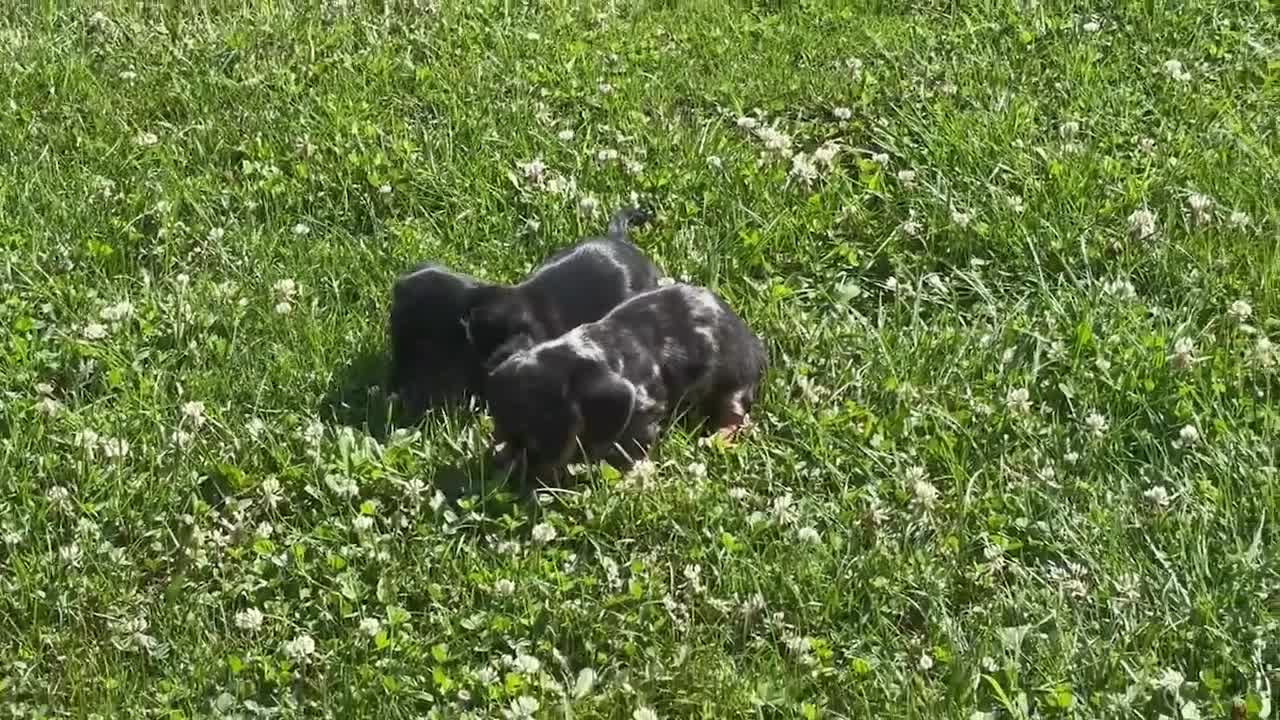 Miniature Dachshund dogs for sale: Violet - Video 1