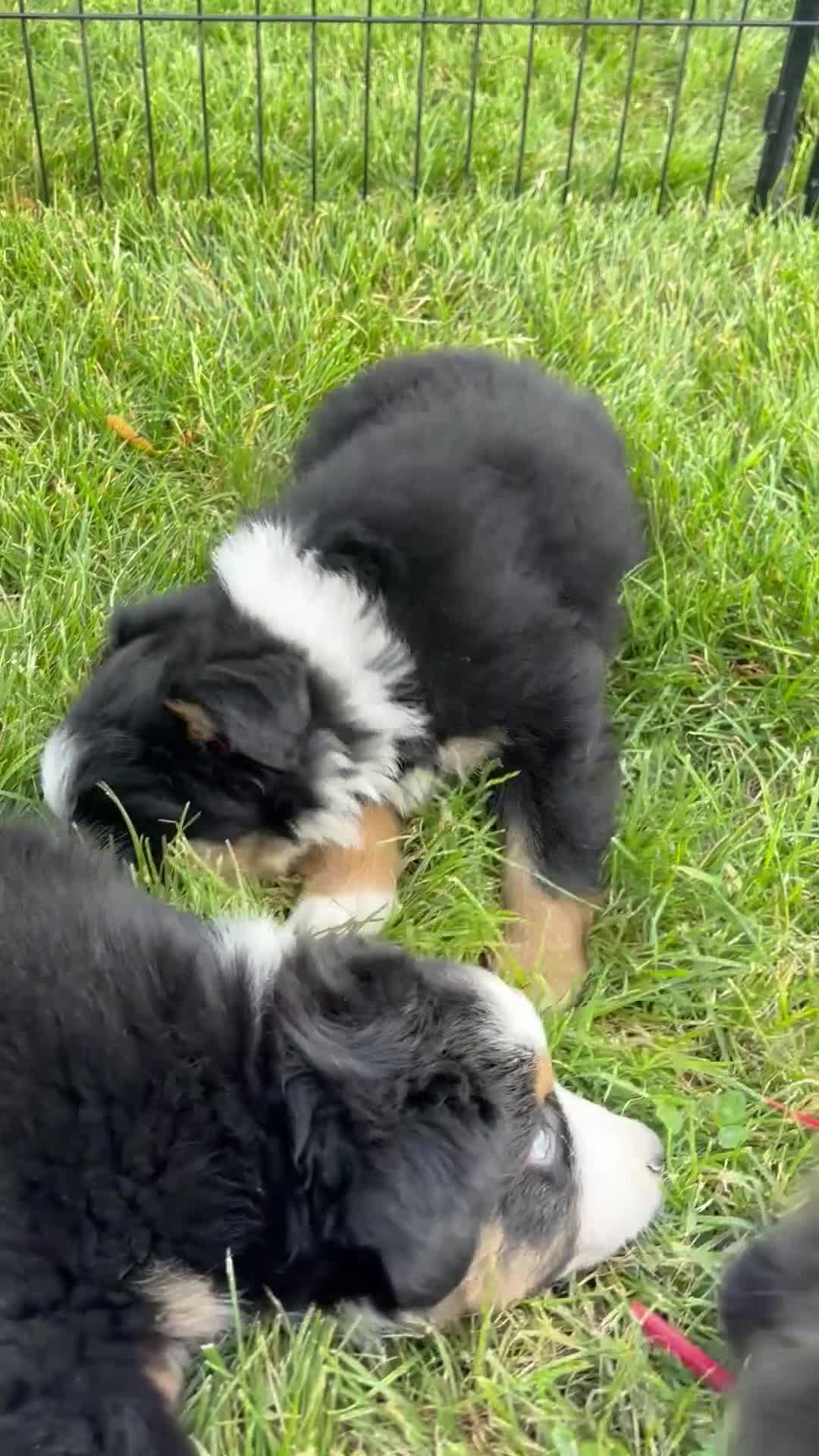 Australian Shepherd dogs for sale: Max  - Video 4