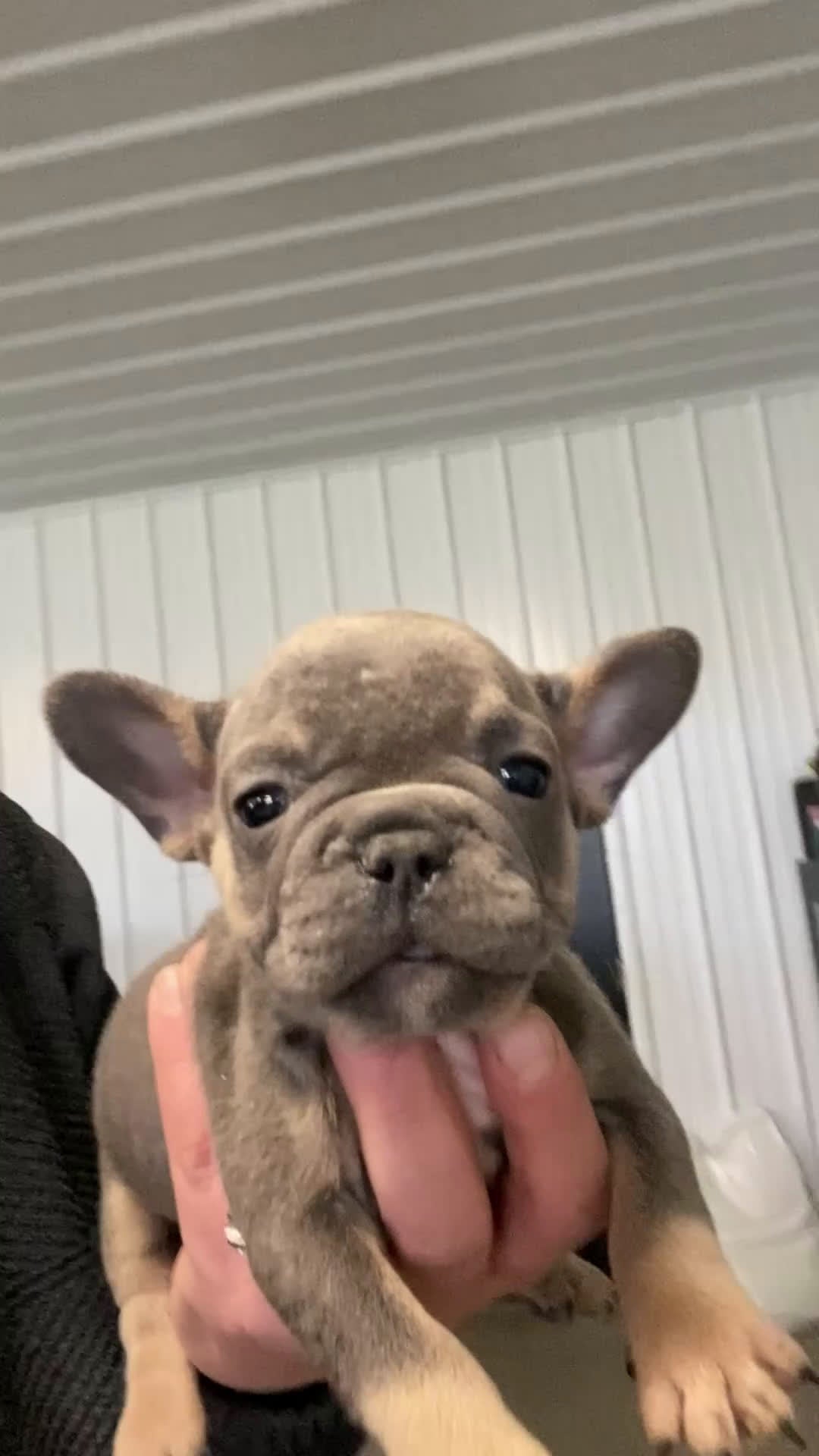 French Bulldog dogs for sale: Paisley - Video 1