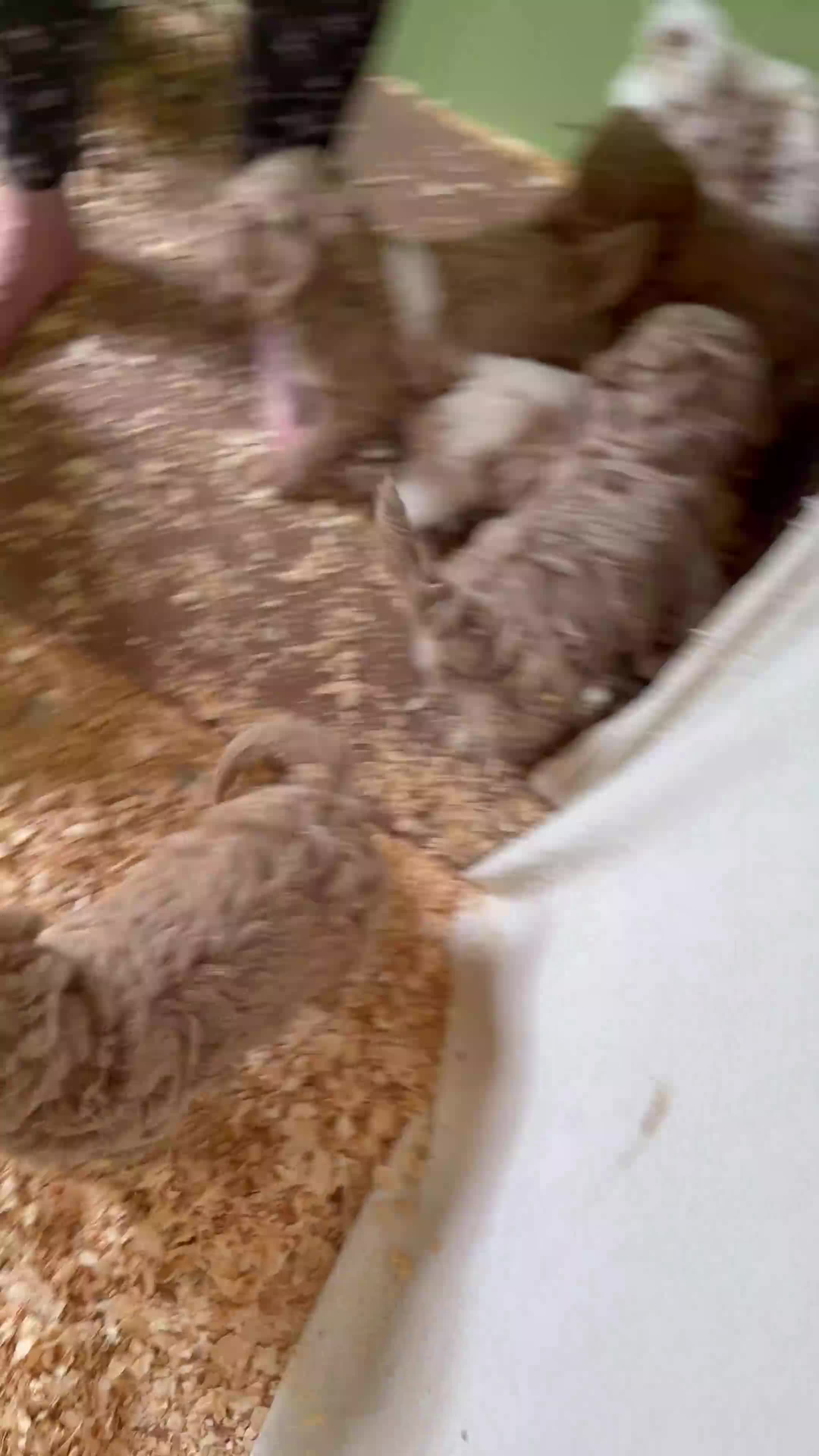 Goldendoodle dogs for sale: River  - Video 1