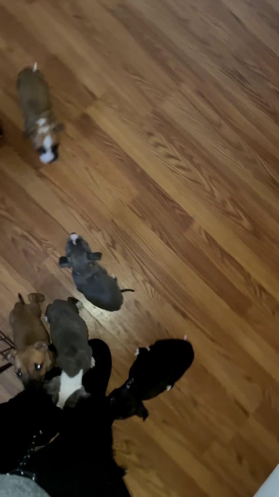 American Pit Bull Terrier dogs for sale: Sweetie  - Video 3