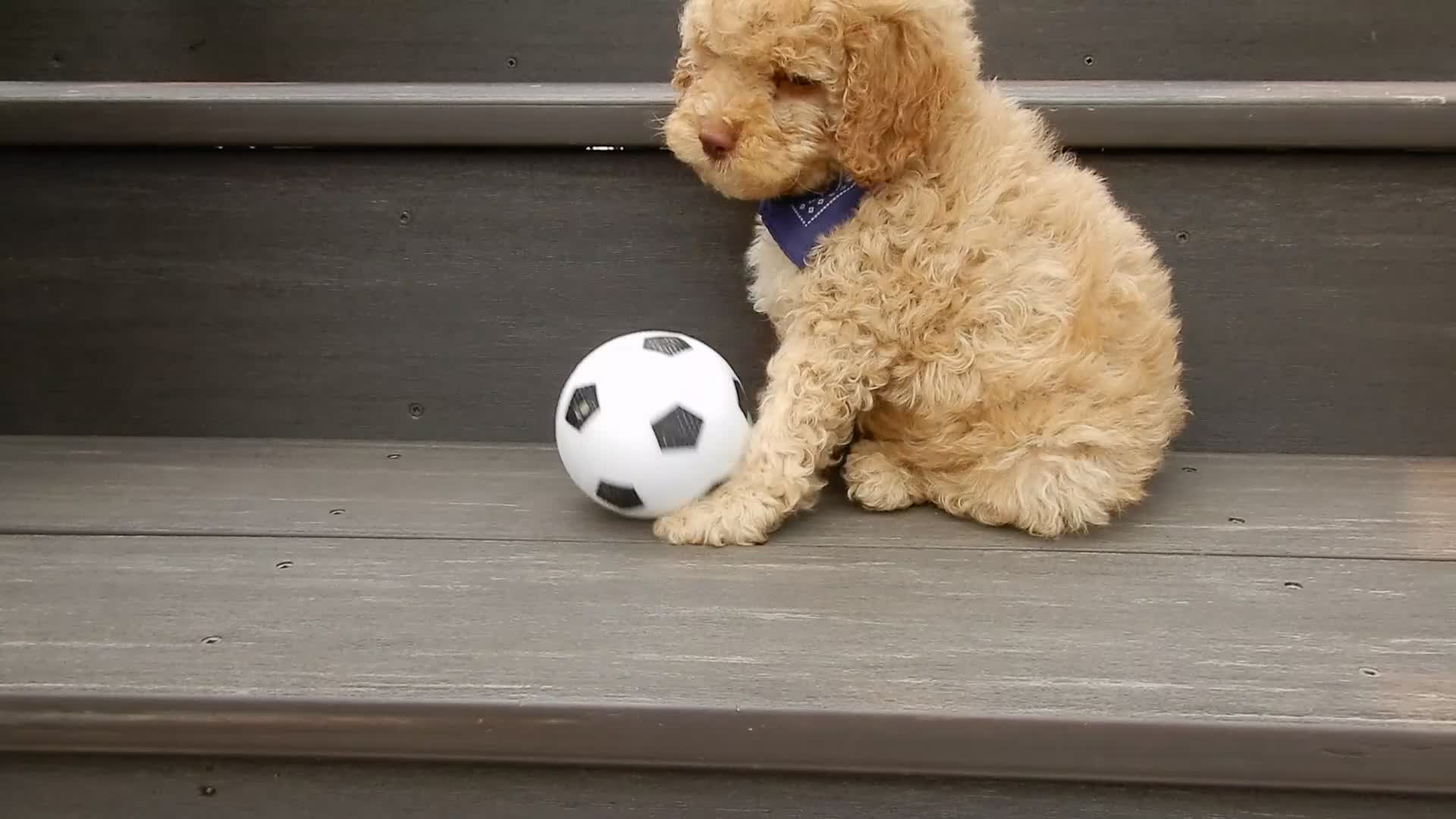Cockapoo dogs for sale: Teddy - Video 1