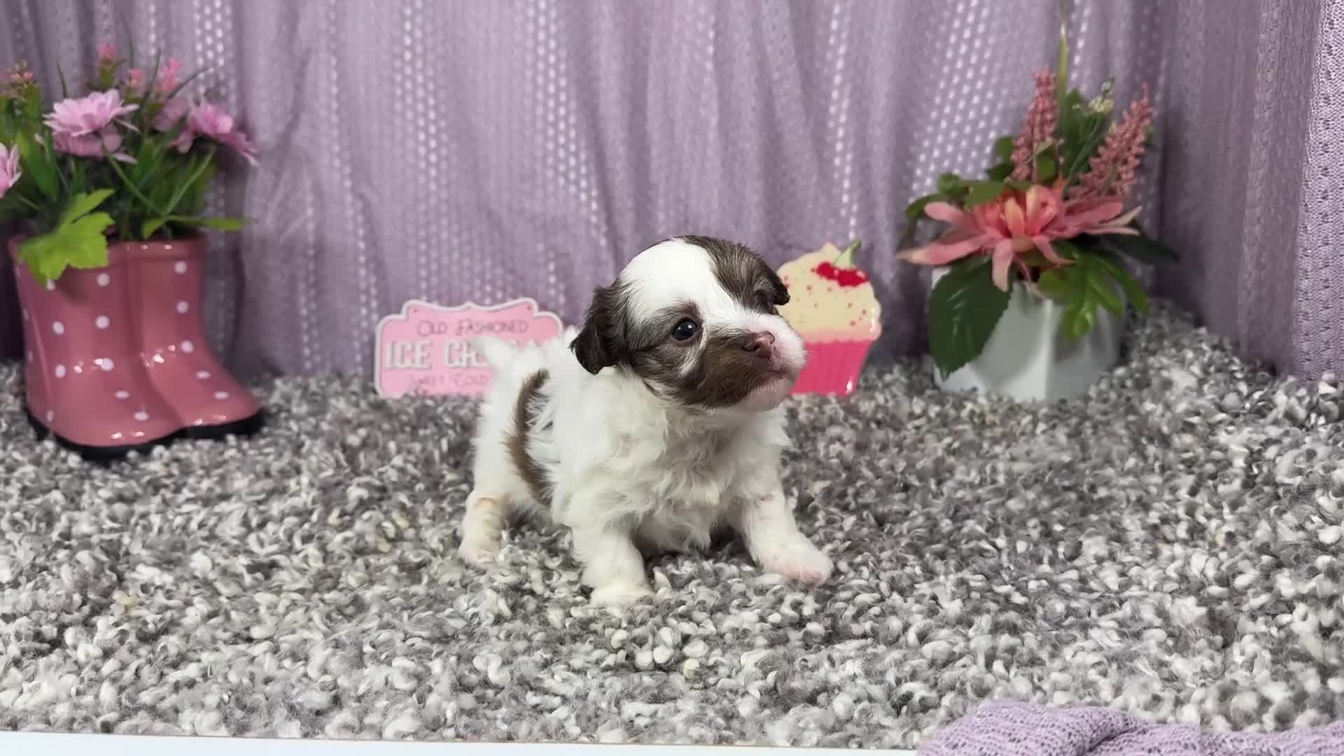 Havapoo dogs for sale: Havapoo 2 - Video 1