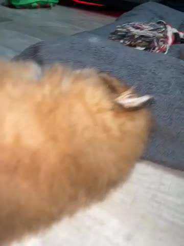 Pomeranian dogs for sale: Koffee - Video 1