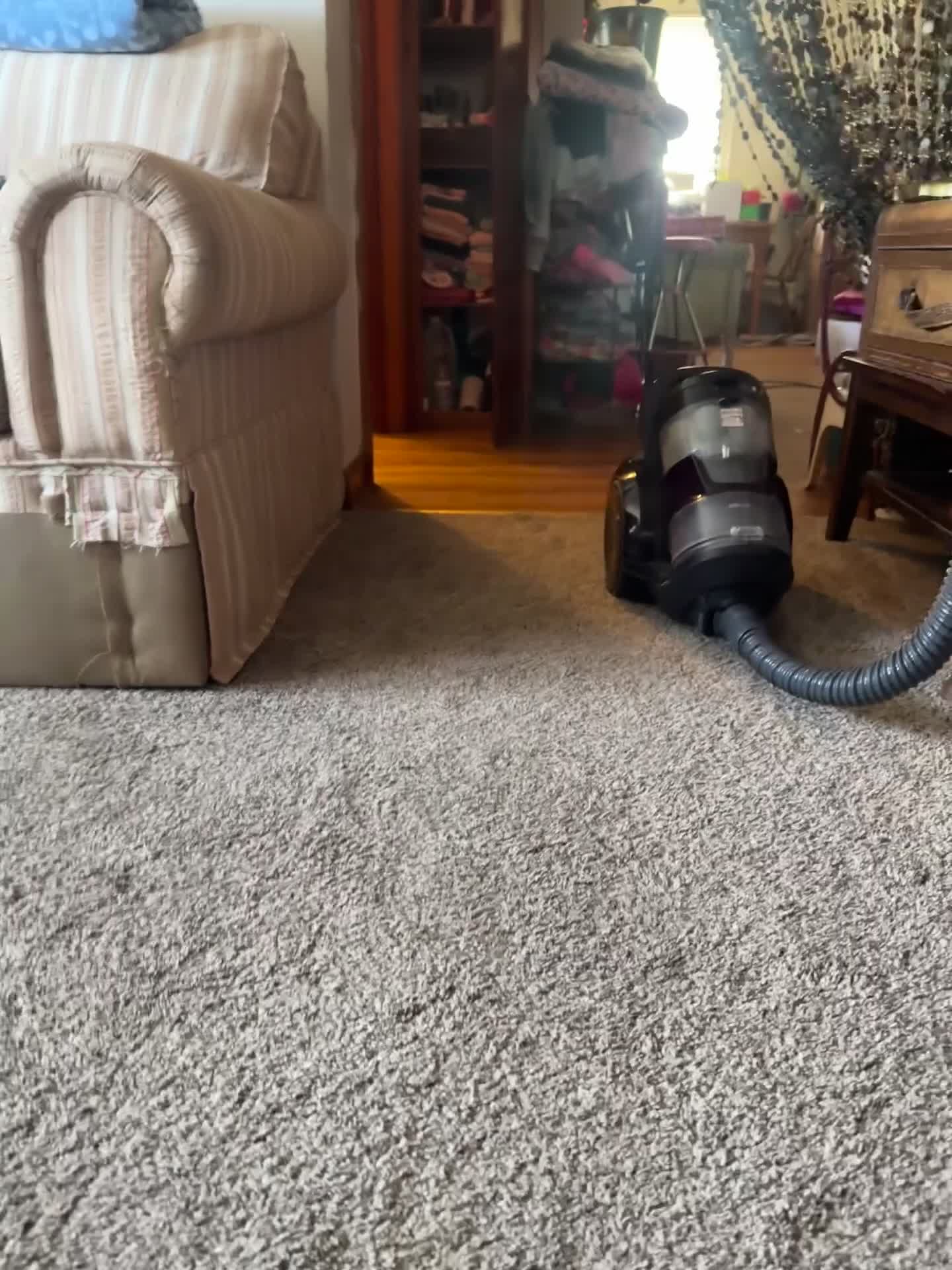 French Bulldog dogs for sale: Lulu - Video 3