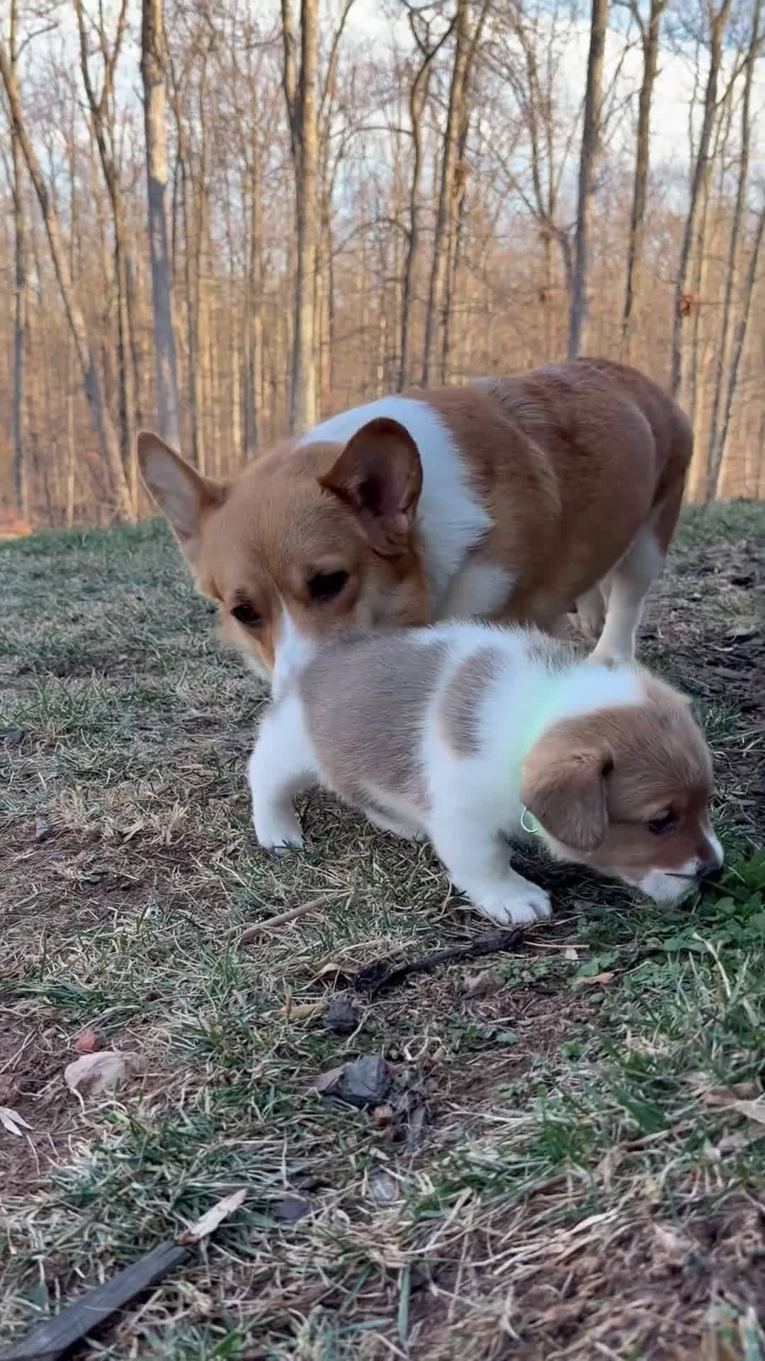 Welsh Corgi Pembroke dogs for sale: Ariel - green - Video 1