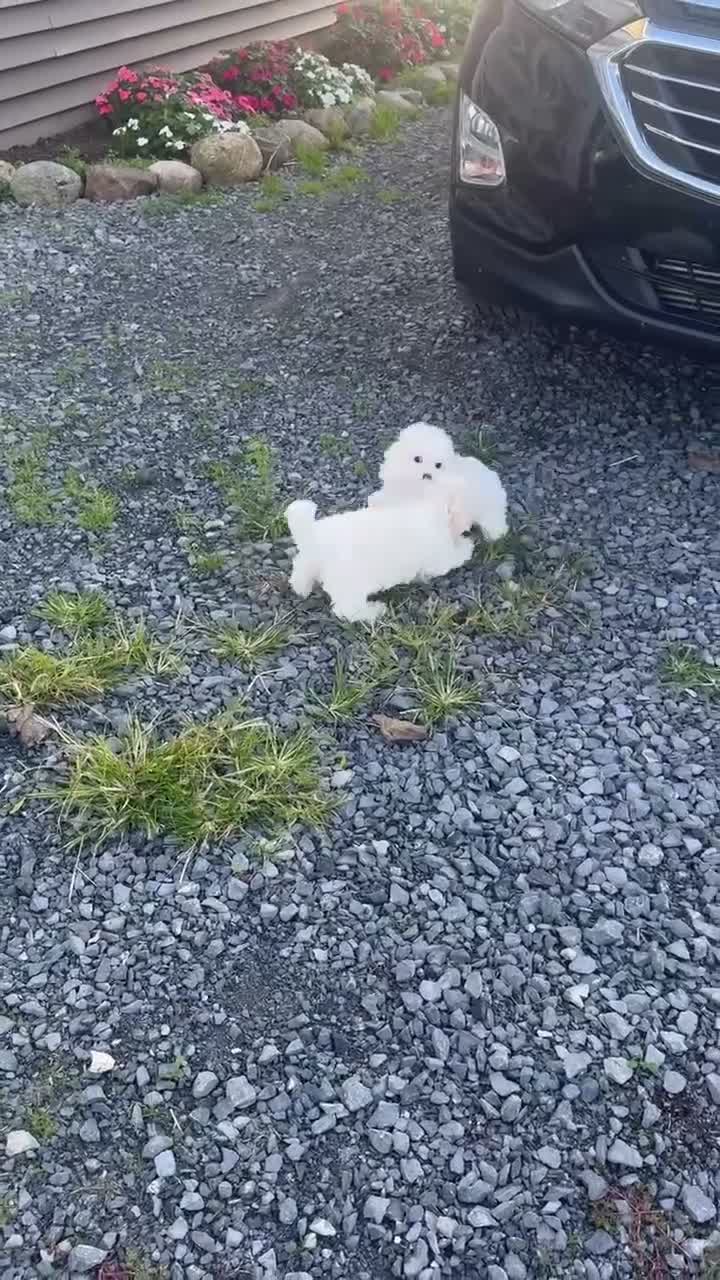Maltese dogs for sale: Moose - Video 1