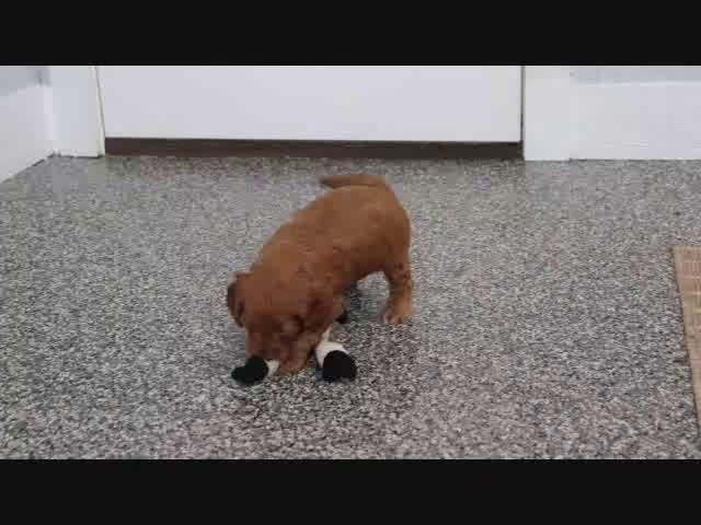 Mini Goldendoodle dogs for sale: Clinton - Video 1