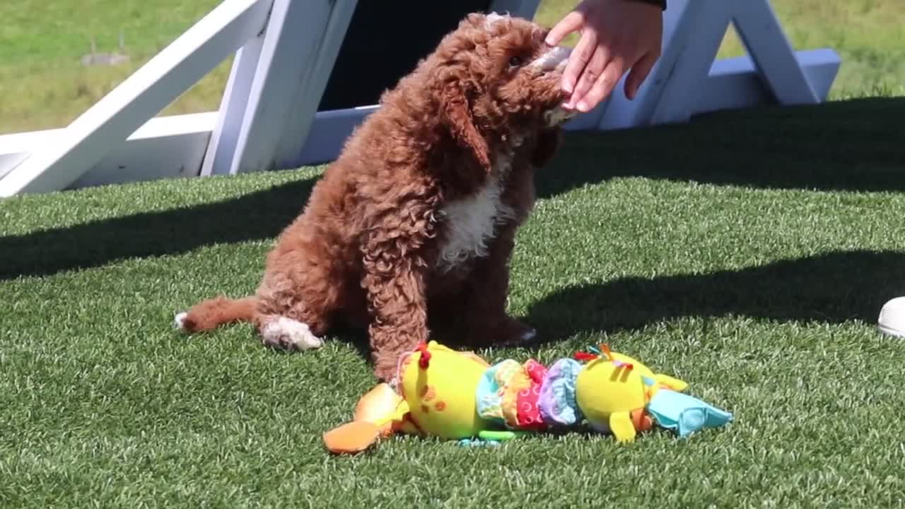 Mini Goldendoodle dogs for sale: Chase - Video 2
