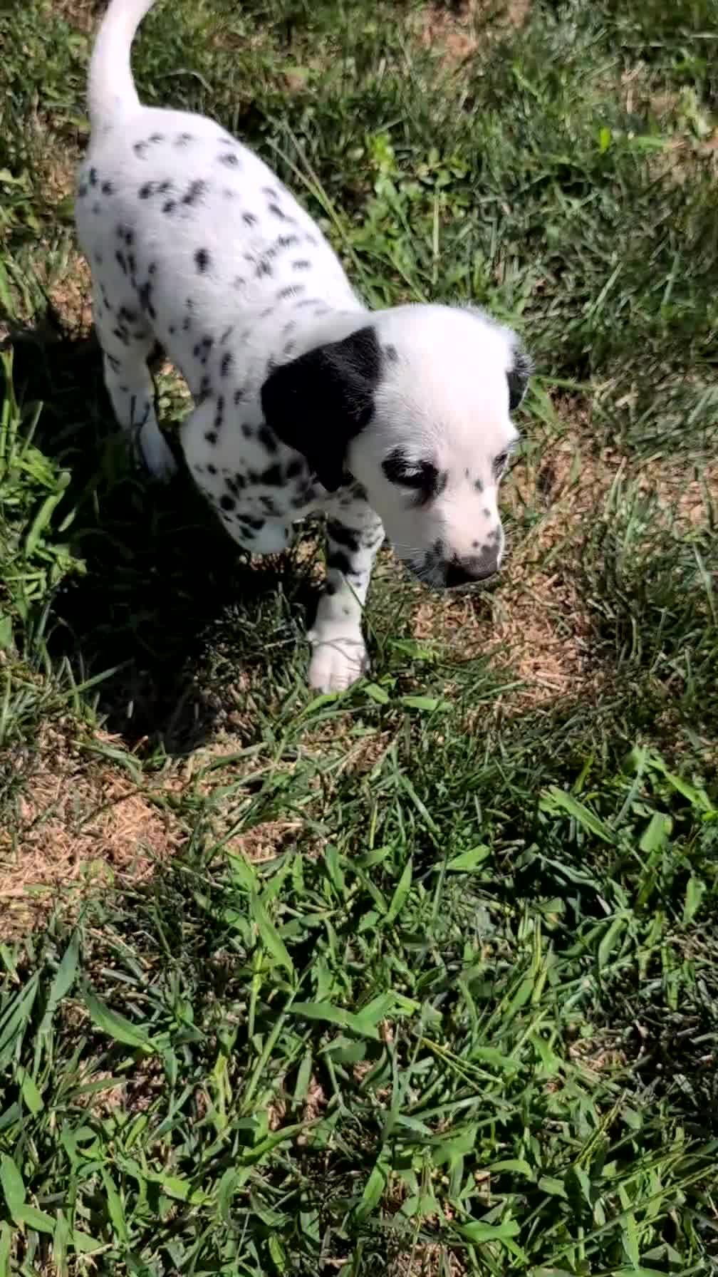 Dalmatian dogs for sale: Callie - Video 1