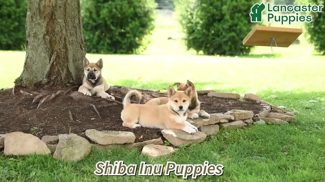 Shiba Inu dogs for sale: Skyla - Video 1