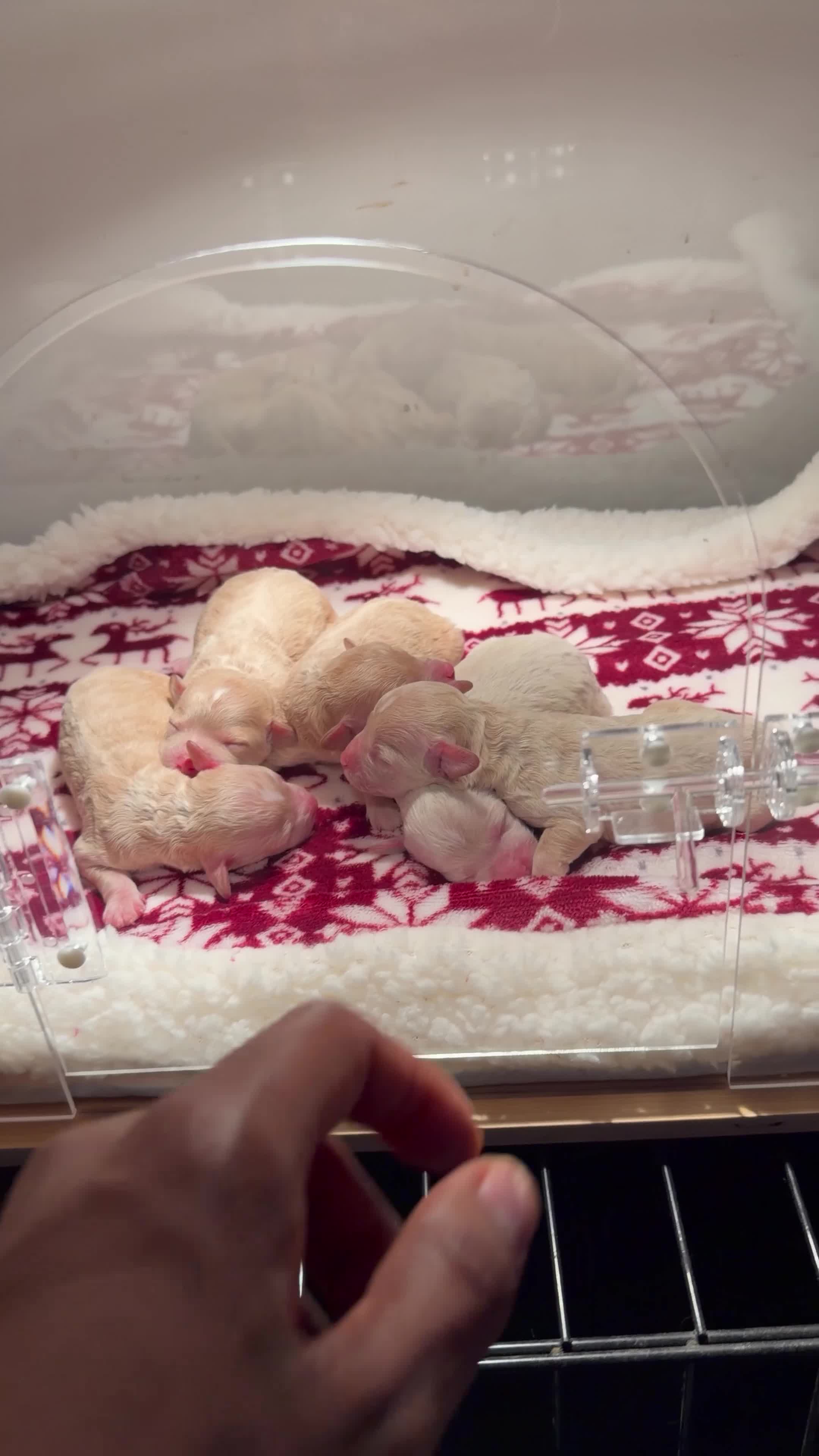 Bichpoo dogs for sale: Bichpoo Puppy 5 Beyoncé  - Video 1