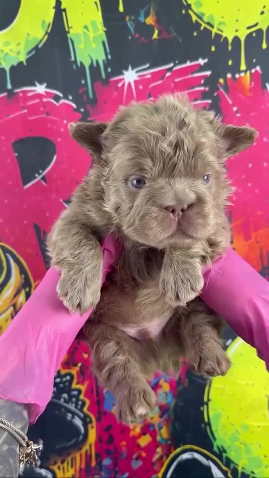French Bulldog dogs for sale: Boss Man - Video 2