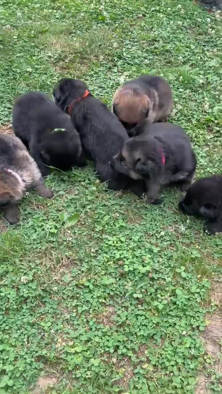 German Shepherd dogs for sale: Boomer - Video 1